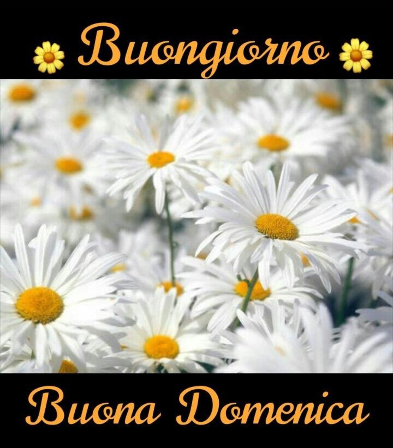 Buongiorno buona domenica margherite