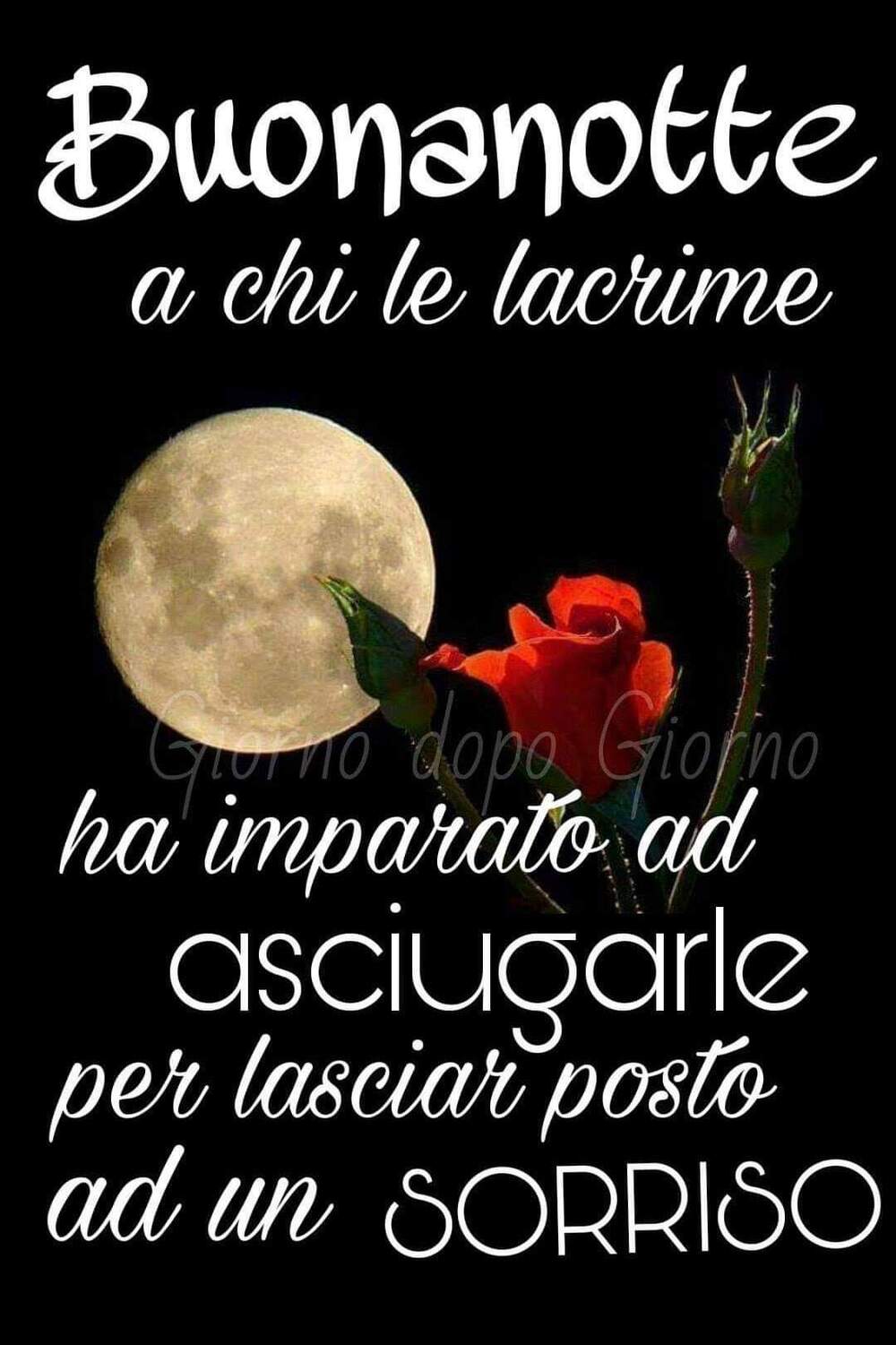 Felicissima Notte 8