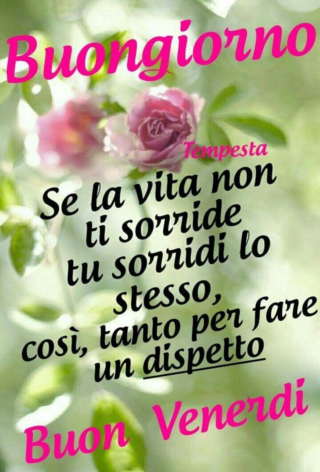 Foto e frasi belle per dire buongiorno buon venerdì 1